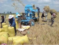 can trong xuat khau gao viet sang my