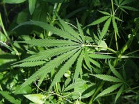 my pha mang luoi trong cay can sa trong hon 100 ngoi nha