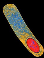 xuat hien sieu vi khuan co the gay dai dich toan cau