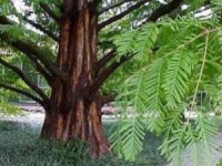 gioi khoa hoc nga day may tinh xac dinh gioi tinh tac gia bai viet