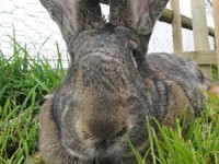 tim thay ca map trang lon nhat the gioi