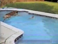 Chú chó dũng cảm lao xuống nước cứu bạn