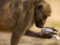 gioi khoa hoc nga day may tinh xac dinh gioi tinh tac gia bai viet