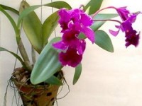 sat thutrong dang voc mot loai hoa