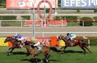 chu ngua tro thanh sao tren mang xa hoi nho co bom dep nhu mai toc nang rapunzel