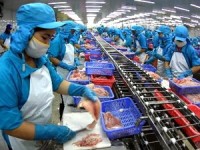 xuat khau thuy san vao eu bi phat nang neu khong hieu ro quy dinh