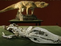 cuba bao ton loai ca sau quy hiem chau my