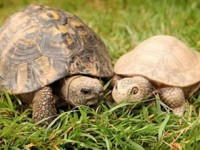 rua hiem tro lai chon xua de trung noi day da thanh mot duong bang