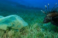 gia vo vi keu goi giam su dung san pham nhua dung 1 lan