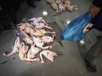 dai loan trung quo c tieu hu y ga n 3000 con ga nghi nhie m h5n2