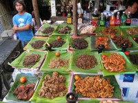 angelina jolie day cac con cach an nhen con trung