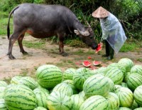 xoai va vu sua viet nam sap chinh thuc co mat tai thi truong my