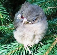 nguoi dan ong say ruou goi uber cho chim di cap cuu