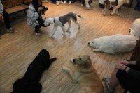 ngan ngam voi ve ngoai cua nhung chu cho xau nhat the gioi