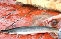 phat hien ca khong mat duoi day bien sau