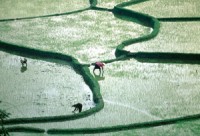 doanh nghiep ngai dau tu vao nong nghiep vi dat dai manh mun