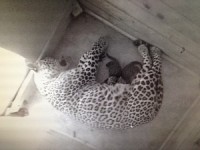 ho song chuong khi dang bieu dien hai tre nho bi thuong