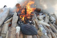 chau phi thu giu hang tan nga voi buon lau den dong nam a