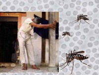 cac loai nhen tieu thu toi hang trieu tan con trung moi nam