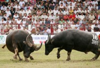 van hoa nhin tu le hoi choi trau