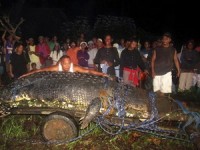 cuba bao ton loai ca sau quy hiem chau my