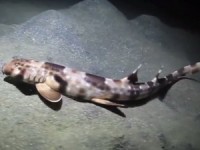 ca map cung co ca tinh nhu con nguoi