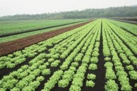 da lat se la trung tam rau so 1 dong nam a