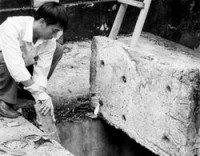 canh bao nan chuot mang mam benh va chung virus moi tai new york