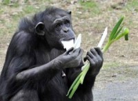 hop so 38 trieu nam he lo phat hien chan dong ve su tien hoa cua loai nguoi