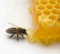 Mật ong thay thế thuốc kháng sinh