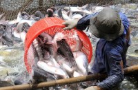 thuc day quang ba hinh anh va thuong mai mat hang ca tra