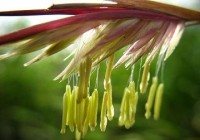 nang suat mua mang phu thuoc vao la cay