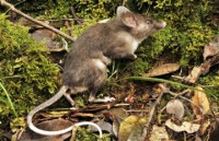 australia no luc giai cuu loai chuot tui ti hon dang nguy cap