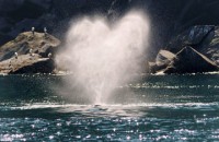 khoanh khac ky thu ca voi lung gu nang hon 20 tan phi len mat nuoc