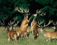 bon cau thong minh theo doi suc khoe dinh ky cua nguoi su dung