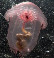 tai tao tim nguoi tu hai quy bien