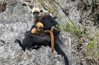 Di dời thành công hai cá thể Voọc về Vườn Quốc Gia Cát Bà