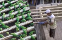 tieng keu cuu khan thiet tu mot ngoi nha va cai ket bat ngo khi canh sat den