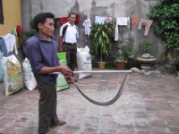 Hiểm nguy nghề bắt rắn