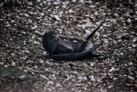 tieng keu cuu khan thiet tu mot ngoi nha va cai ket bat ngo khi canh sat den