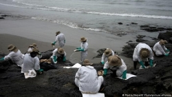 174 ha biển ảnh hưởng nghiêm trọng do sự cố tràn dầu, Peru ban bố tình trạng khẩn cấp về môi trường