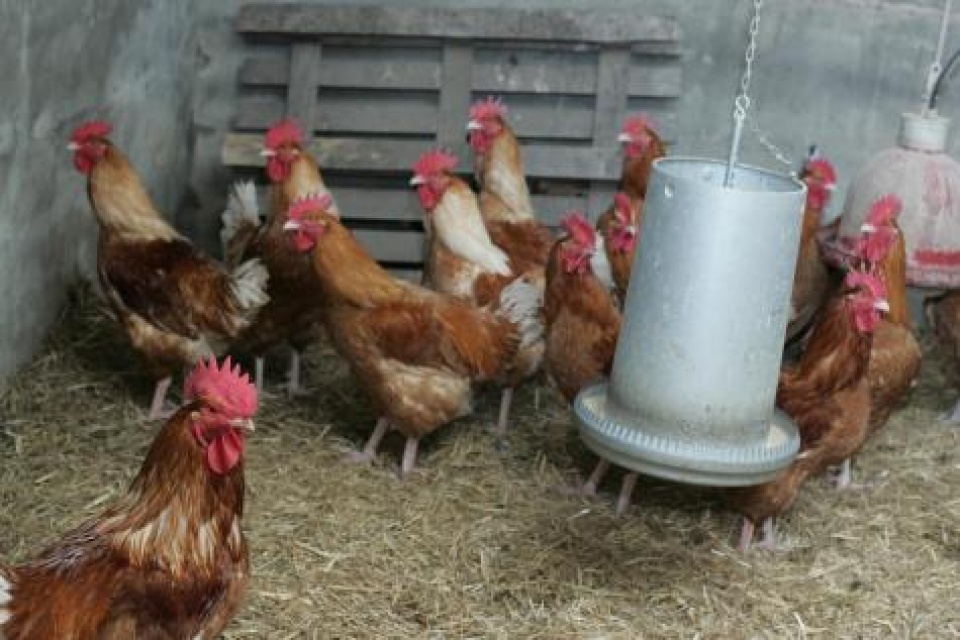 bi phat hien virus cum gia cam h5n8