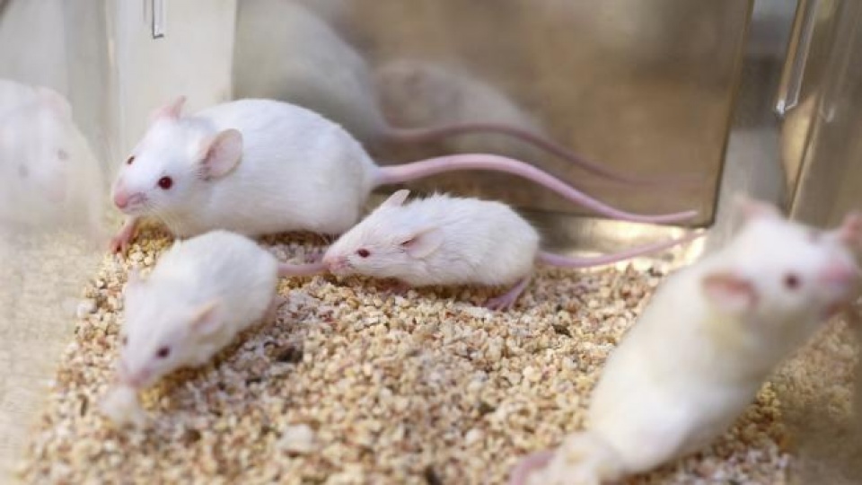 lieu phap gene moi mo ra hy vong cho nguoi khiem thinh