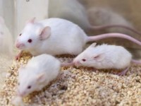 ghep gene nhu ghep hinh