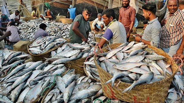 Khi cá hilsa trở thành tâm điểm trong quan hệ Ấn Độ-Bangladesh Khi cá hilsa trở thành tâm điểm trong quan hệ Ấn Độ-Bangladesh