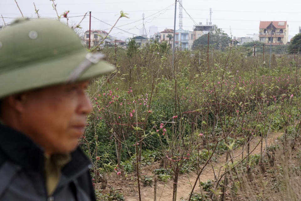 khong khi tet den som tren vuon dao nhat tan