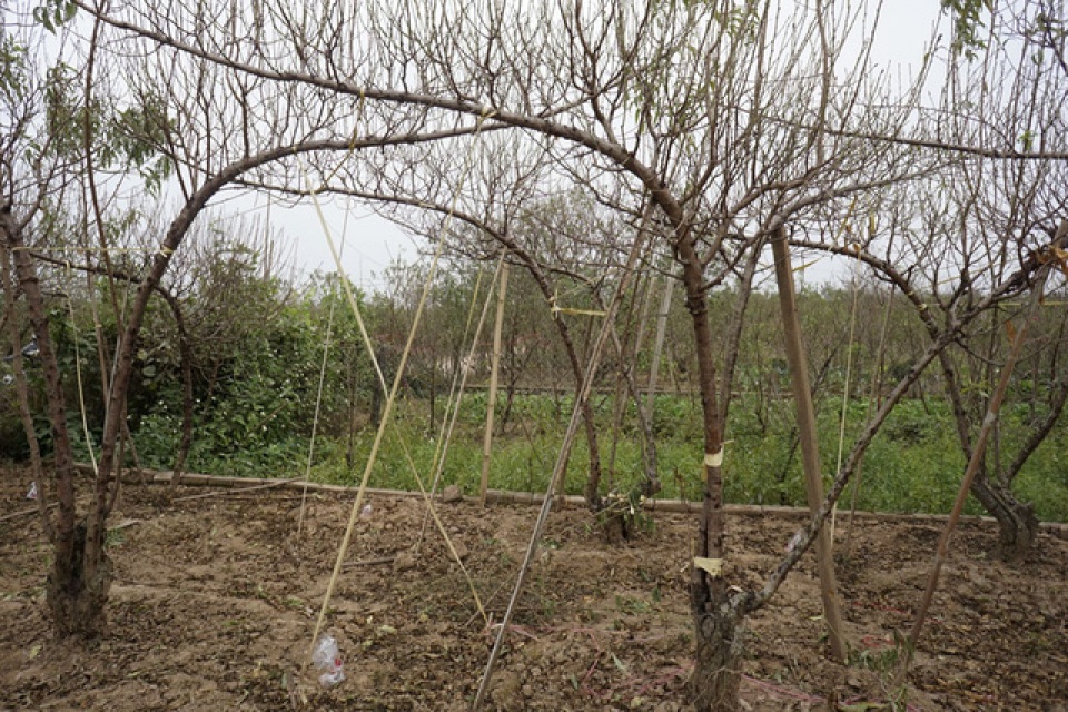 khong khi tet den som tren vuon dao nhat tan