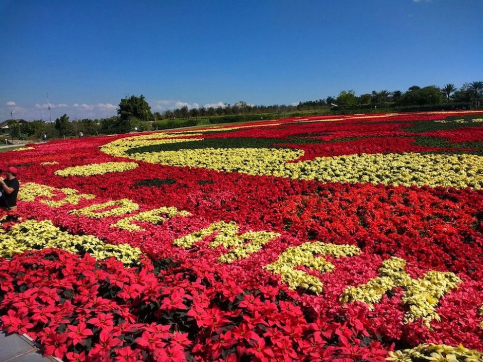 mexico tao tam tham hoa lon nhat the gioi