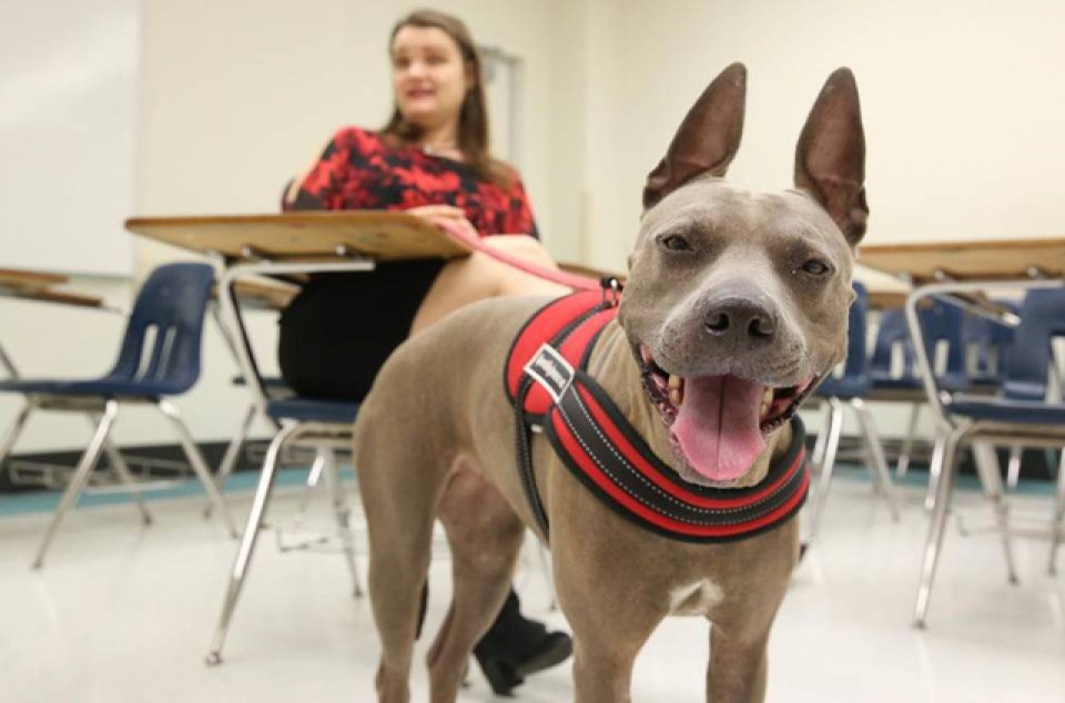 bi dong kinh van no luc hoc lay bang cu nhan