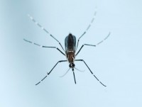 my thu nghiem vaccine ngua virus zika tren nguoi